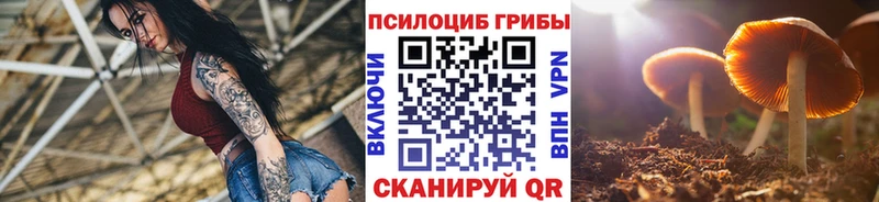 Псилоцибиновые грибы Psilocybe  Купить закладки  Агрыз 